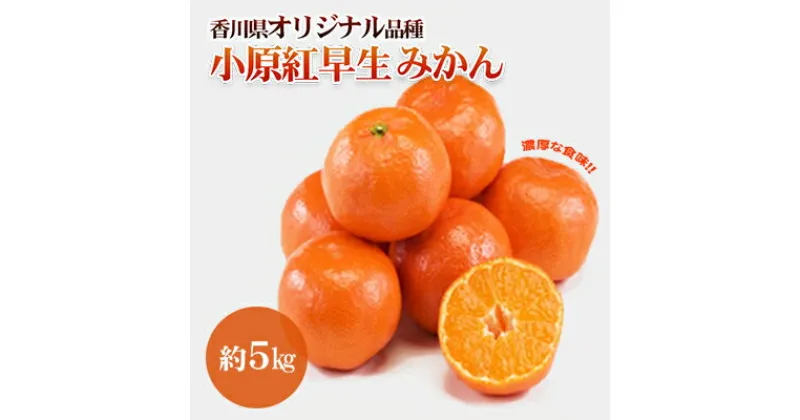 【ふるさと納税】みかん 香川県オリジナル品種 小原紅早生みかん L～Sサイズ 40～60個 5kg オリジナル 早生みかん 蜜柑 ミカン 柑橘系 柑橘類 フルーツ 果物 くだもの 果実 旬の果物 旬のフルーツ 香川 香川県 東かがわ市　お届け：2024年11月下旬～12月下旬