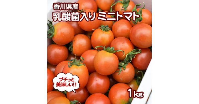 【ふるさと納税】プチッと美味しい！「乳酸菌入り ミニトマト1kg」初物　野菜 ミニトマト トマト　お届け：2024年10月20日～2024年12月31日