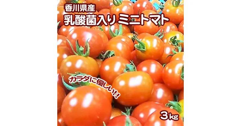 【ふるさと納税】カラダに優しい「乳酸菌入り ミニトマト3kg」初物　野菜 ミニトマト トマト　お届け：2024年10月20日～2024年12月31日