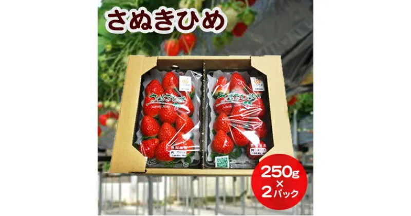 【ふるさと納税】いちご さぬきひめ DXパック 500g (250g×2パック) 香川県産 苺 イチゴ フルーツ 果物 くだもの 旬のフルーツ 旬の果物 大粒 香川 香川県 東かがわ市　お届け：2024年11月20日～2025年1月20日