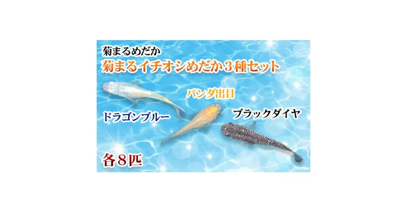 【ふるさと納税】菊まるめだかの【イチオシめだか3種セット】計24匹　生き物 計24匹 めだか メダカ お魚 ペット