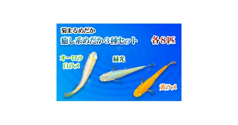 【ふるさと納税】菊まるめだかの【癒し系めだか3種セット】計24匹　生き物 計24匹 めだか メダカ お魚 ペット