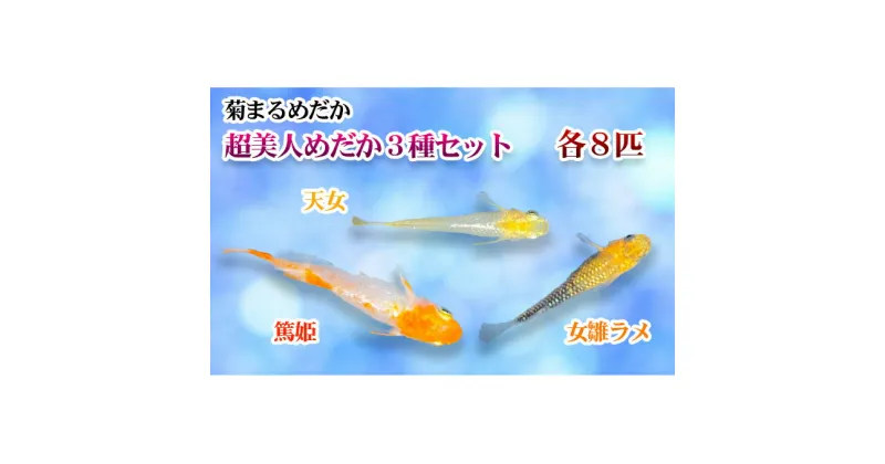 【ふるさと納税】菊まるめだかの【超美人めだか3種セット】計24匹　生き物 計24匹 めだか メダカ お魚 ペット