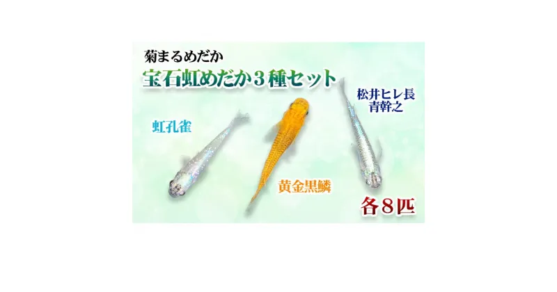 【ふるさと納税】菊まるめだかの【宝石虹3種セット】計24匹　地域のお礼の品 カタログ 生き物