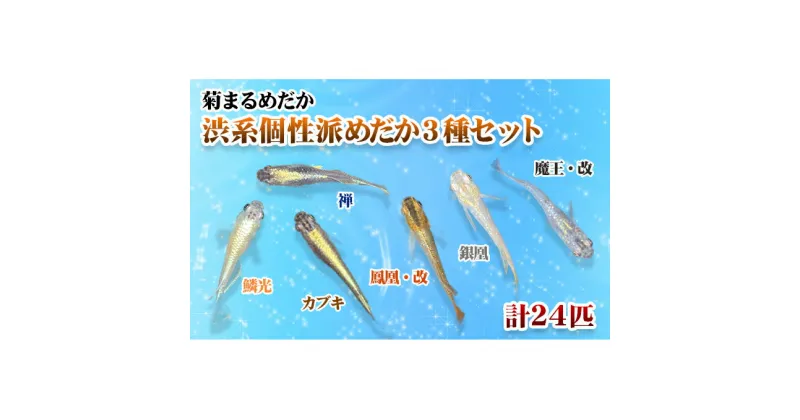 【ふるさと納税】菊まるめだかの【渋系個性派めだかお選び3種セット】計24匹　地域のお礼の品 カタログ 生き物 めだか 3種セット 24匹 鱗光 カブキ 禅 魔王 改 銀凰 鳳凰 改 渋系個性派