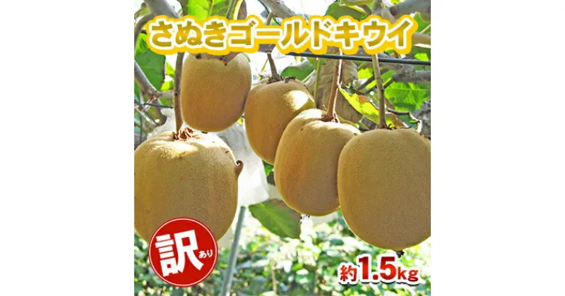 【ふるさと納税】訳あり さぬきゴールド 1.5kg 香川県産 キウイ キウイフルーツ ゴールドキウイ ゴールデンキウイ フルーツ 果物 くだもの 旬のフルーツ 旬の果物 香川 香川県 東かがわ市　お届け：2024年10月下旬～12月下旬