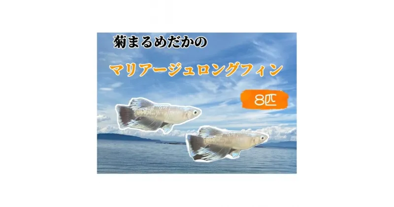 【ふるさと納税】菊まるめだかの【マリアージュロングフィン8匹】　 生き物 魚 観賞魚 ヒレ フサフサ 青白い光 キラキラ 雄 雌 幼魚 若魚 ペット 飼育 玄関 リビング