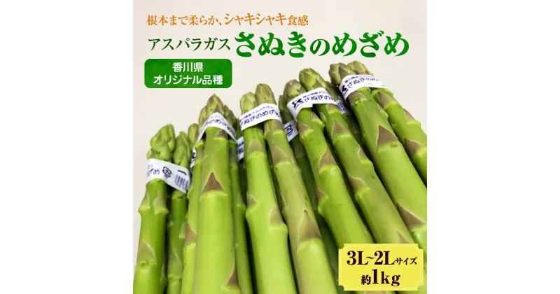 【ふるさと納税】アスパラガス【さぬきのめざめ】3L・2Lサイズ1kg　野菜 夏野菜　お届け：2025年2月下旬～5月下旬