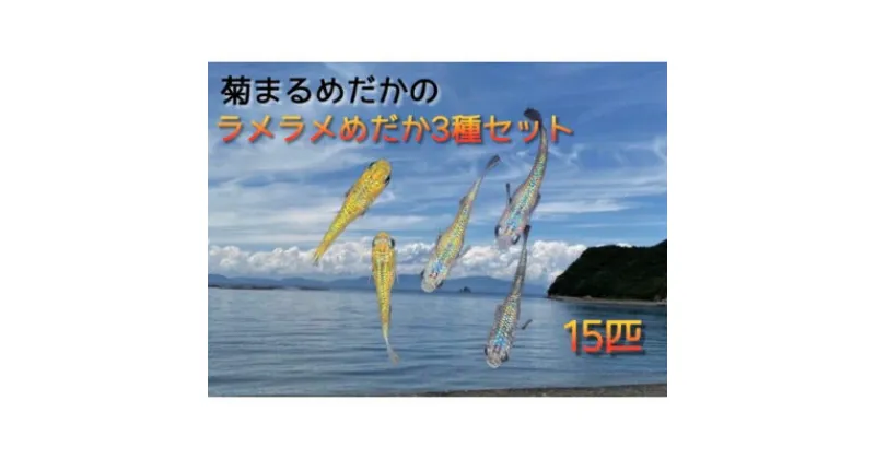 【ふるさと納税】菊まるめだかの【ラメラメめだか3種セット】計15匹　 生き物 生体 魚 観賞魚 アクアリウム サファイア サボテン サボラメ スズラン スーパーラメ・改 天界 若魚