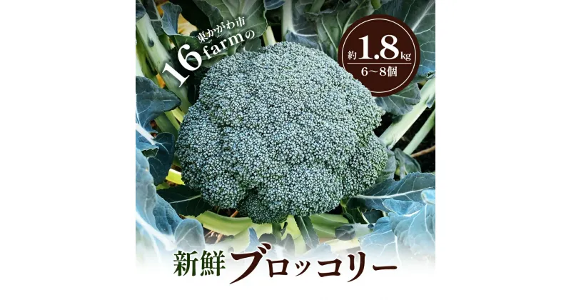 【ふるさと納税】16farmの新鮮ブロッコリー 約1.8kg（6～8個） ブロッコリー 野菜 やさい 新鮮 東かがわ　お届け：2024年11月下旬～12月下旬