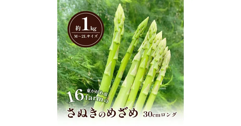 【ふるさと納税】16farmのアスパラ「さぬきのめざめ30cmロング」M～2Lサイズ1kg アスパラガス さぬきのめざめ ロングアスパラ 野菜 やさい 新鮮 東かがわ　お届け：2025年3月1日～2025年9月30日