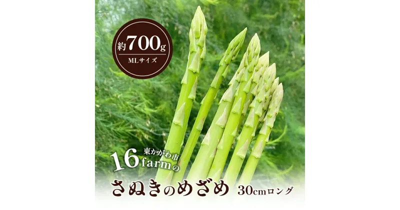 【ふるさと納税】16farmのアスパラ「さぬきのめざめ30cmロング」MLサイズ700g アスパラガス さぬきのめざめ ロングアスパラ 野菜 やさい 新鮮 東かがわ　お届け：2025年3月1日～2025年9月30日