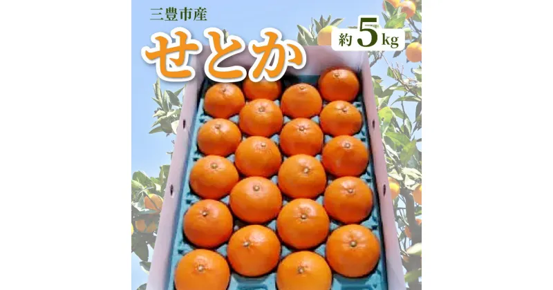 【ふるさと納税】【配送不可地域：北海道・沖縄県・離島】みかん せとか 約 5kg 15玉～28玉 三豊市産 とろける食感 ジューシー 甘い オレンジのような濃厚な味 手で簡単に皮がむける 中の薄皮も非常に薄い 柑橘 フルーツ 果物 2月上旬より順次発送 香川県 お取り寄せ 18000円