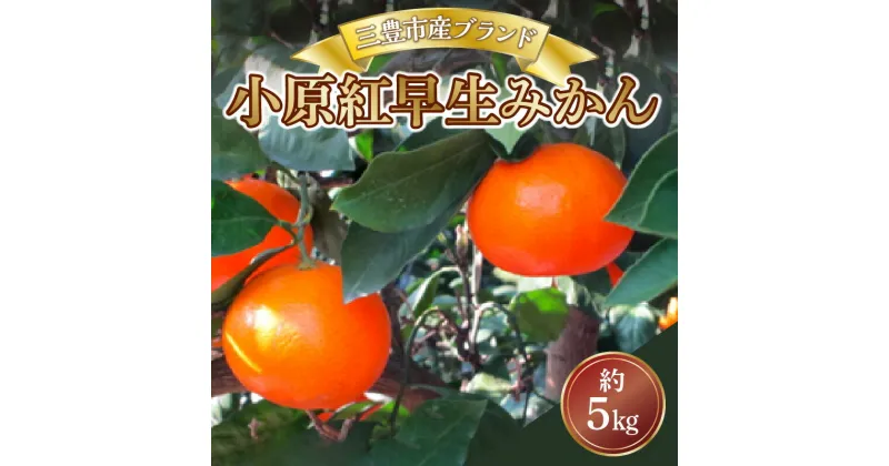 【ふるさと納税】【配送不可地域：北海道・沖縄県・離島】三豊市産ブランド曽保みかん【小原紅早生　約5kg】 19000円