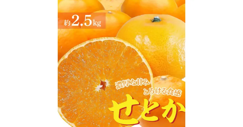 【ふるさと納税】 【先行予約】濃厚な甘み とろけるような 食感の「せとか」 約2.5kg 1箱 9～14個 特産品 厳選 みかん 柑橘 フルーツ王国 逸品 香川県 三豊市 常温配送 むきやすい なめらか お取り寄せグルメ 12000円