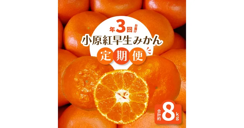 【ふるさと納税】みかん 定期便 年3回 約 8.5kg 小原紅早生みかん ハウス栽培 露地栽培 樹上完熟栽培 柑橘 マスターショップセレクト 日本一紅い 濃厚な甘さ 果実 果物 フルーツ スイーツ 香川県 三豊市 お取り寄せ 送料無料 49000円