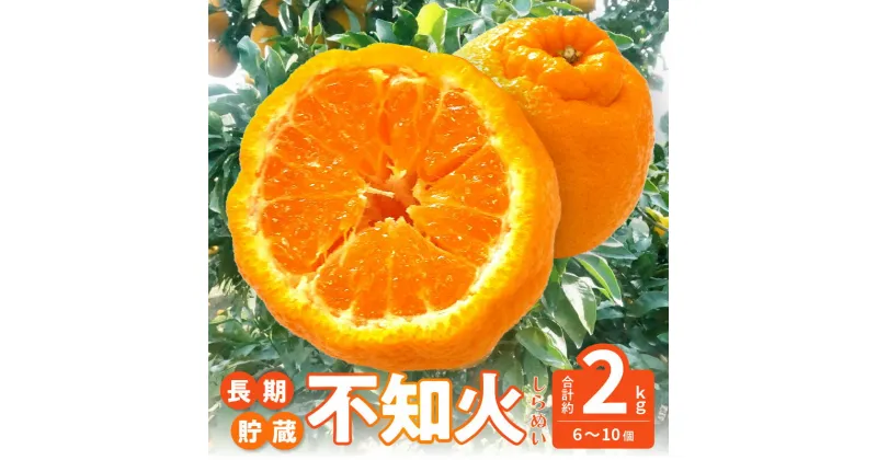 【ふるさと納税】【先行予約】 不知火 交配 数量 限定 約2kg 6～10 個 清見 中野3号 省加温栽培 柑橘 甘い ジューシー 讃岐 フルーツ 王国 長期貯蔵 高品質 厳選 逸品 冷蔵 老舗 造田商店 香川県 三豊市 送料無料 13000円