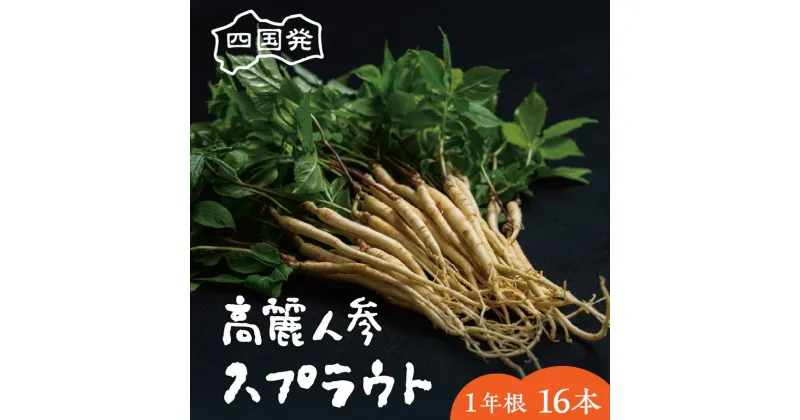 【ふるさと納税】四国発 高麗人参 スプラウト 高麗 人参 高麗人参スプラウト 漢方 1年根 水耕栽培 ジンセノサイド 冷蔵 食品 植物 新芽 料理 アレンジ バンバンジー 酢豚 香り付け サラダ 中華料理 鍋料理 薬膳料理 薬膳 おすすめ グルメ お取り寄せ 香川県 三豊市 送料無料