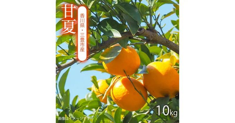 【ふるさと納税】甘夏　10kg　香川の太陽を一身に浴びた、甘くて爽やかな甘夏、10kgの甘い贈り物、三豊市からあなたのもとへ、自然の恵みがぎゅっと詰まった、ジューシーな甘夏、画像はイメージですが、味わいはリアル。香川県産の甘夏をお楽しみください