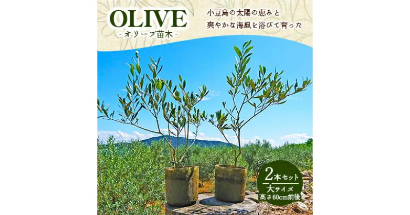 【ふるさと納税】小豆島のオリーブ苗木　2本セット（大）　苗木・オリーブ苗木・オリーブ