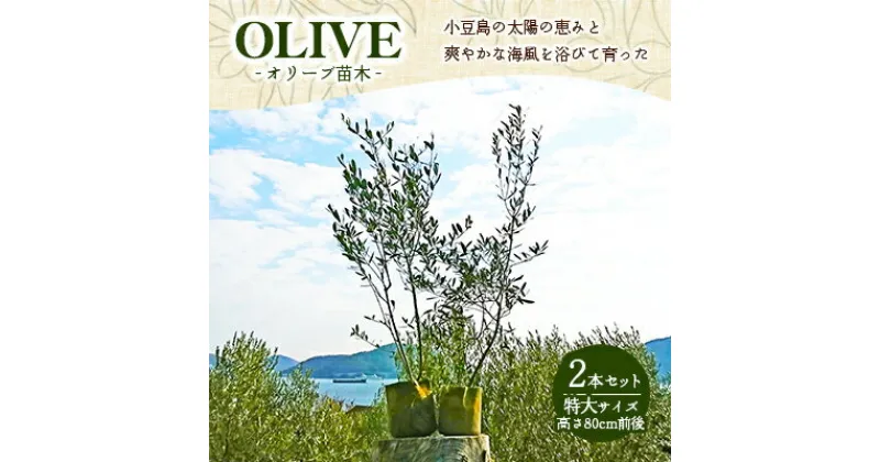 【ふるさと納税】小豆島のオリーブ苗木　2本セット　（特大）　地域のお礼の品