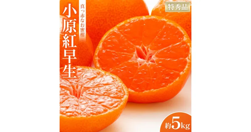 【ふるさと納税】特秀品！真っ赤なお蜜柑「小原紅早生」約5kg | フルーツ 果物 くだもの 食品 人気 おすすめ 送料無料