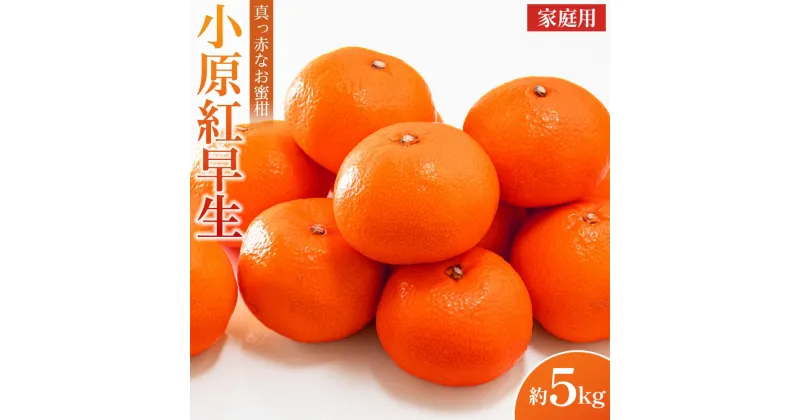 【ふるさと納税】ご家庭向け！真っ赤なお蜜柑「小原紅早生」約5kg | フルーツ 果物 くだもの 食品 人気 おすすめ 送料無料