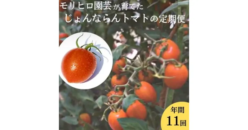 【ふるさと納税】モリヒロ園芸が育てたじょんならんトマトの定期便（年間11回）　【定期便・宇多津町】　お届け：ご寄附（入金）頂いた月の翌月回より年間スタート致します