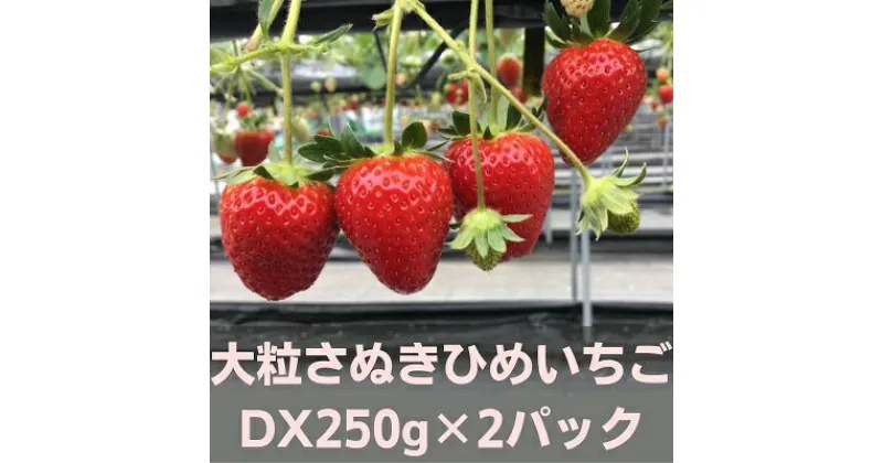 【ふるさと納税】大粒さぬきひめいちご　DX250g×2パック　フルーツ・果物類・いちご・苺・イチゴ　お届け：2025年1月中旬～2月下旬