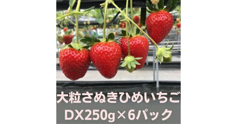 【ふるさと納税】大粒さぬきひめいちご　DX250g×6パック　フルーツ・果物類・いちご・苺・イチゴ　お届け：2025年1月中旬～2月下旬