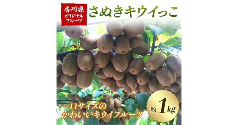 【ふるさと納税】【先行予約】 さぬきキウイっこ (約1kg) フルーツ 果物 くだもの キウイ さぬき キウイっこ 一口サイズ キウイフルーツ デザート 食品 名産 オリジナル品種 希少 四国 F5J-669