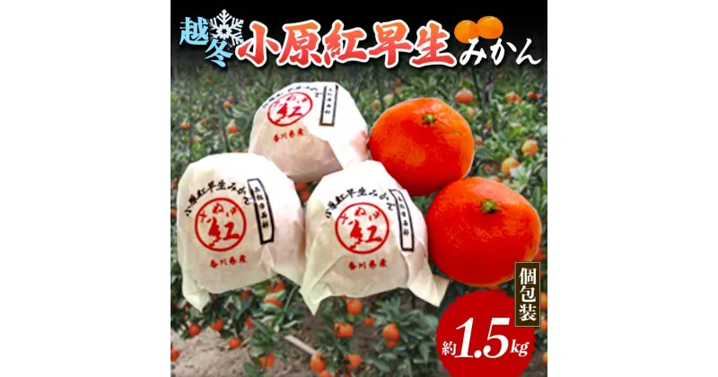 【ふるさと納税】【先行予約】 越冬小原紅早生みかん (個包装) 約1.5kg みかん 果物 くだもの フルーツ デザート 個包装 越冬 早生 オリジナル品種 食品 名産 四国 F5J-666