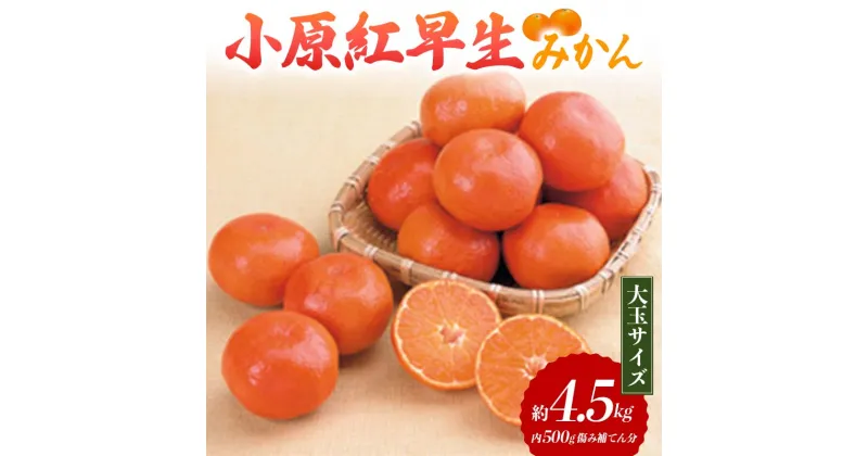 【ふるさと納税】【先行予約】 小原紅早生みかん (大玉サイズ) 約4.5kg (内 傷み補てん分 500g) みかん 果物 くだもの フルーツ デザート 大玉 早生 オリジナル品種 食品 名産 四国 F5J-664