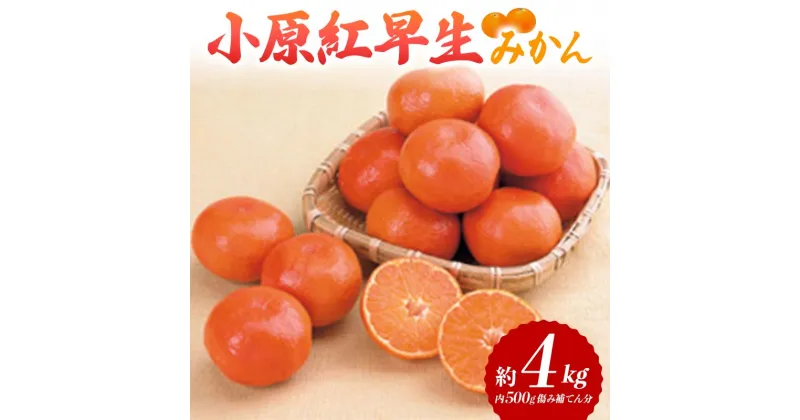 【ふるさと納税】【先行予約】 小原紅早生みかん 約4kg (内 傷み補てん分 500g) みかん 果物 くだもの フルーツ デザート 早生 オリジナル品種 食品 名産 四国 F5J-663