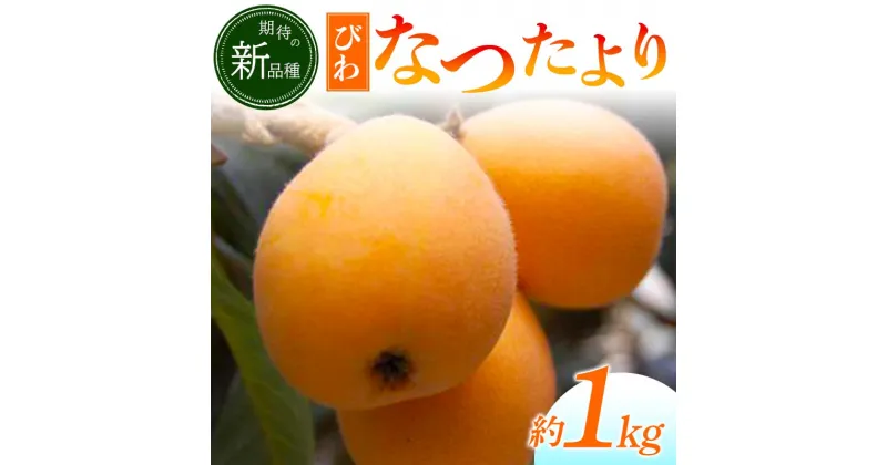 【ふるさと納税】【香川県共通返礼品】なつたよりびわ 約1kg びわ なつたより 大玉 柔らかい 香川県共通返礼品 食品 名産 四国 香川 F5J-672