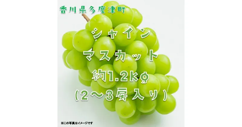 【ふるさと納税】シャインマスカット約1.2kg（2～3房入り）【令和7年8月下旬発送！予約受付中】〔提供：株式会社ことひら街道〕★しあわせ製麺★ぶどう★甘い★マスカット