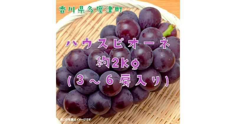 【ふるさと納税】ハウスピオーネ　約2kg【令和7年7月下旬発送！予約受付中】〔提供：株式会社ことひら街道〕しあわせ製麺 種無し 濃厚な甘み 大粒