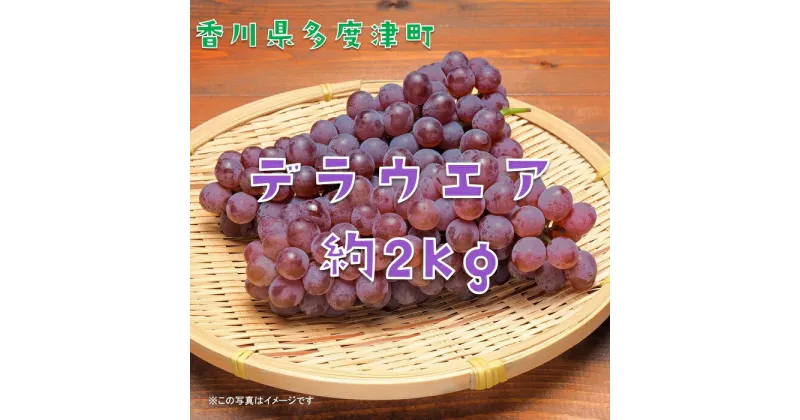 【ふるさと納税】多度津町白方特産　デラウェアぶどう【令和7年7月上旬より発送！予約受付中】提供：株式会社ことひら街道 しあわせ製麺 白方ぶどう 種無し 小粒 甘い 適度な酸味 果物 フルーツ 期間限定 葡萄 ブドウ 香川県