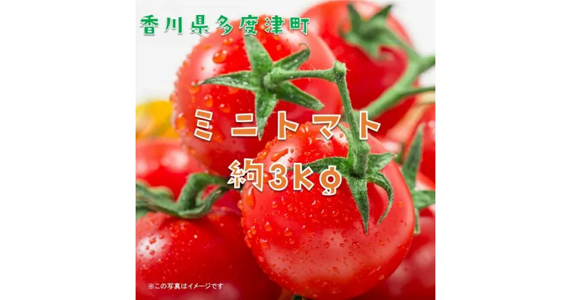 【ふるさと納税】ミニトマト　約3kg〔提供：株式会社ことひら街道〕しあわせ製麺 トマト リコピン カロチン 野菜 とまと 香川県 多度津町 新鮮 農産物 サラダ