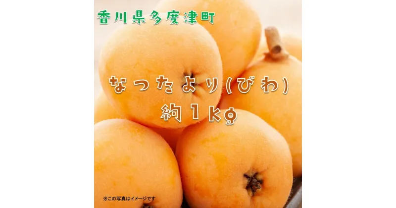 【ふるさと納税】なつたより（びわ）約1kg（常温）【予約受付中！令和7年6月上旬より発送！】〔提供：株式会社ことひら街道〕しあわせ製麺 初夏 風物詩 フルーツ くだもの 琵琶 枇杷 香川県 多度津町 旬 新鮮 ふるーつ 果物