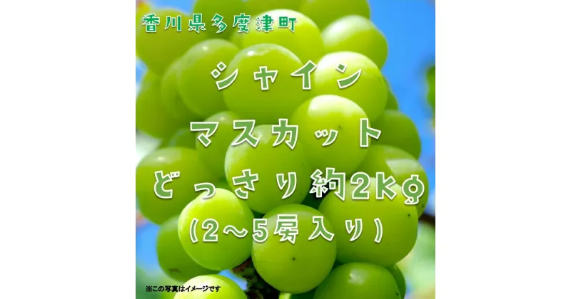 【ふるさと納税】シャインマスカット 約2kg【令和7年8月下旬発送！予約受付中】〔提供：株式会社ことひら街道〕しあわせ製麺 あまい ぶどう 皮ごと まるまる しゃきしゃき