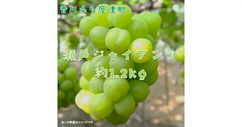 【ふるさと納税】多度津町産 瀬戸ジャイアンツ 約1.2kg【令和7年9月上旬頃より発送】〔提供：株式会社ことひら街道〕 しあわせ製麺