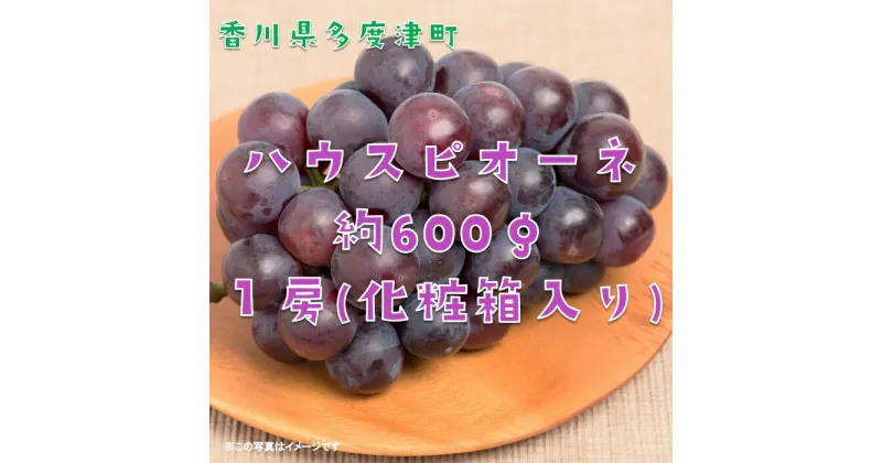 【ふるさと納税】ハウスピオーネ　1房　化粧箱【令和7年7月下旬頃より発送!予約受付中!】〔提供：株式会社ことひら街道〕しあわせ製麺 濃厚 ぶどう 種無し 大粒 人気