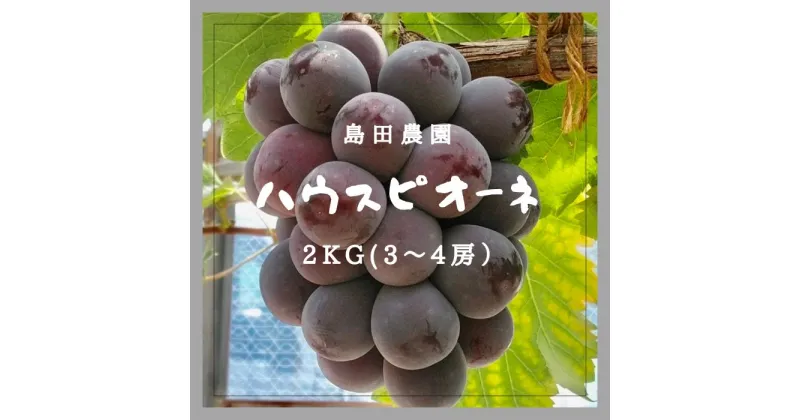 【ふるさと納税】島田農園　ピオーネ2kg（3房～4房入り）【令和7年8月中旬頃発送！予約受付中】〔提供：島田農園〕