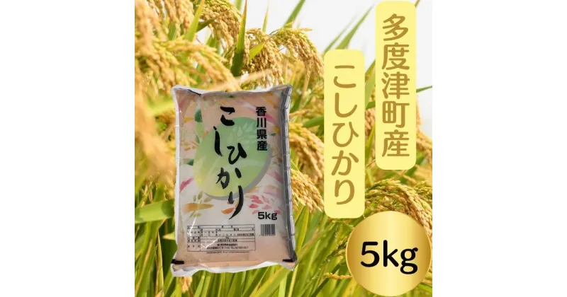 【ふるさと納税】【令和6年産新米】多度津町産こしひかり 5kg 【香川県食糧事業協同組合】