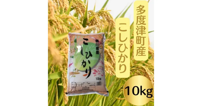 【ふるさと納税】多度津町産こしひかり 10kg 【令和6年産新米】【香川県食糧事業協同組合】