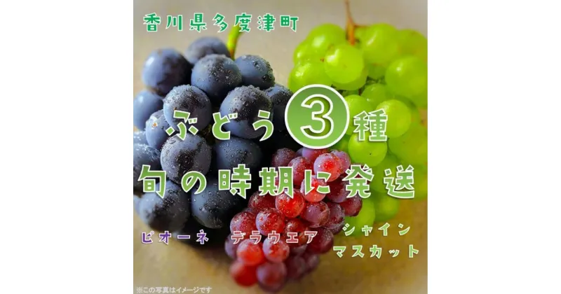 【ふるさと納税】【フルーツ定期便】ぶどう3種たべくらべ　旬のぶどう1種類ずつお届け〔提供：ことひら街道〕 しあわせ製麺 シャインマスカット ピオーネ デラウエア 葡萄 ブドウ