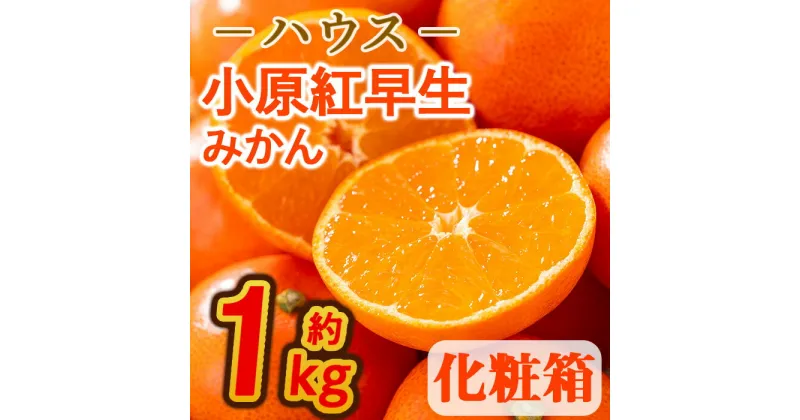 【ふるさと納税】＜先行予約！2025年6月下旬以降順次発送予定＞香川県産 ハウス小原紅早生みかん(約1kg/化粧箱) ミカン ハウスみかん 早生みかん フルーツ 産地直送 新鮮 香川 香川県 特産 果物 ふるーつ 旬 人気 お取り寄せ【man072】【Aglio nero】