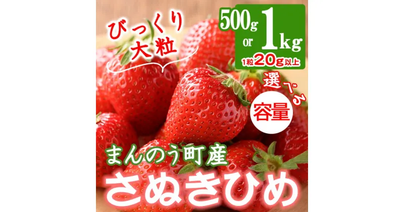 【ふるさと納税】＜先行予約！2025年3月下旬以降順次発送予定＞＜選べる容量＞大粒！香川県産 さぬきひめいちご(約500g・約1kg/1粒20g以上)国産 果物 くだもの 苺 イチゴ フルーツ 産地直送 新鮮 冷蔵便 【man104・man105】【Aglio nero】