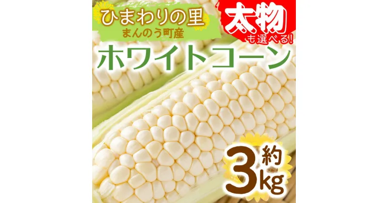 【ふるさと納税】＜先行予約！2025年6月上旬以降順次発送予定＞＜太物も選べる＞太物！ホワイトコーン(約3kg/通常品・2Lサイズ以上) 国産 トウモロコシ 野菜 コーン とうもろこし 産地直送 新鮮 冷蔵便【man110・man111】【Aglio nero】